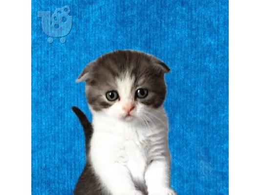 Εκπληκτικό Scottish Fold Tica Kitten Ready